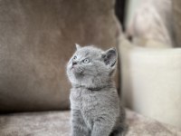 British Shorthair Gri Yavrular