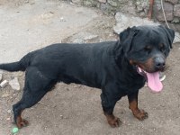 Dişi erkek ve dişi rottweiler yavrular