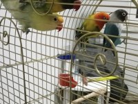 Yüksek mutasyon çiftler cennet papağanlar