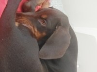 Nadir Bulunan Kızıl Kahve Yavru Doberman Kızımız