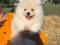 Yavru Pomeranian Boolarımız İçin Ulaşın
