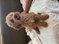 Safkan toy poodle yetişkin dişiler