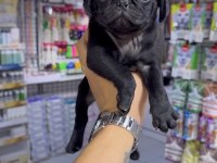 Pug Bebekler