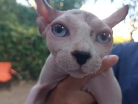 Anne altında safkan elf kulaklı SPHYNX yavrusu