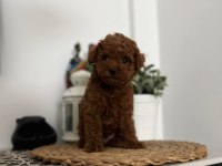A KALİTE RED BROWN TOY POODLE