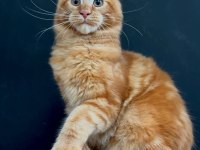 Maine Coon Dişi Red Rengi Wcf