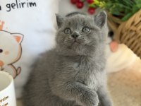 British Shorthair İki Aylık