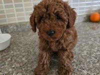Toy poodle Bebeklerimiz 67 günlük