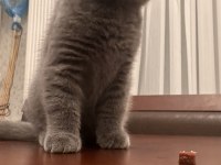 02.02 doğumlu scottish fold yavrularımız