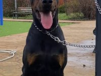 Üst düzey hypertype doberman dişi yavrular