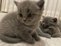 British Shorthair Yavru Kediler