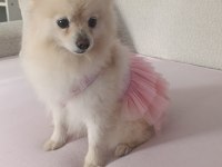 Micro Pomeranian Dişi 5 Aylık