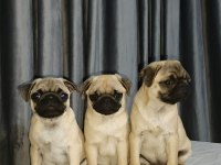 Orjinal pug yavru köpeklerimiz