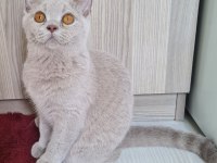 British shorthair yavrular