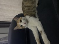 Kedimin acil yuvaya ihtiyacı var