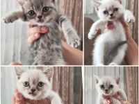 Birbirinden tombul british shorthair yavrular