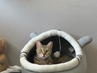 KEDİMİZ LOTUS A BİR YUVA ARIYORUZ