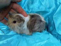 Harika Safkan Peruvian Ginepig Yavrular
