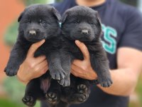 SİMSIYAH SOLİD BLACK ALMAN ÇOBAN KÖPEĞİ YAVRULARI