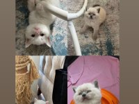 Sevimli british shorthair kardeşler