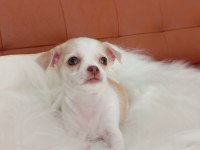 Irk Şampiyonu Babadan SAFKAN Chihuahua