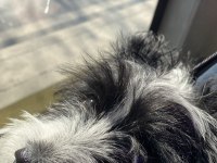 Maltipoo dişi 3 aylık
