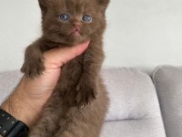 Nadir bulunan özel seri british shorthair bebekler