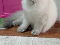 4 aylık oyun aşığı bebiş