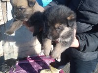 Alman anne malinois baba dan yavrular