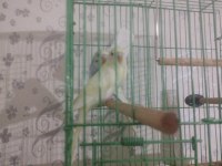 40 günlük erkek dişi muhabbet kuşlar