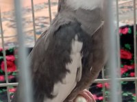 Yumurtlamak Üzere Olan Çift Sultan Papağanı