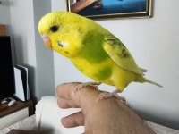 8 Aylık Muhabbet Kuşu Erkek Ele Alışkındır