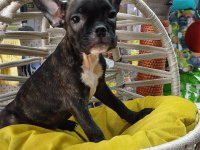 FRENCH BULLDOG YAVRULAR