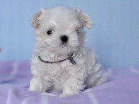 Korean morkie puppies (cheap) 1.5 kg
