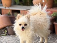 11 Aylık Pomeranian Boo