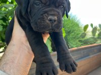 Dev Cane Corso Yavrularımız