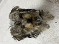 Yorkshire terrier köpeği