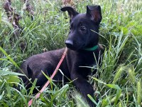 A kalite arayana full aşılı erkek malinois yavru