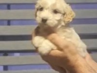 Maltipoo yavrularımız teslime hazır