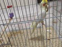 Konuşan Lutino Sultan Papağanı