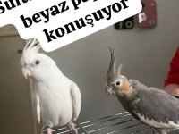 Sultan papağanımız