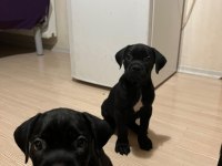 3 aylık cane corsa yeterince süt almış