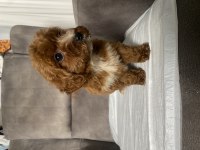 T CUP RED MALTİPOO OĞLUMUZ
