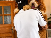 DEV POODLE YAVRULARI