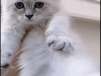 British Longhair Yavrularımız Irk Ve Sağlık Garantili