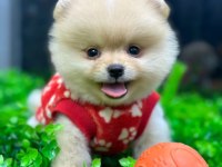 POMERANİAN BOO VE SPİTZ (AYI SURAT VE TİLKİ SURAT)
