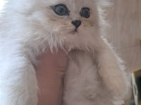 British Longhair Silver Erkek