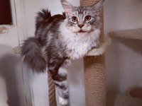 Yalnızca ömürlük tecrübeli ailelere safkan maine coon