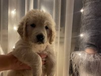 Golden Retriever Yavrular Canlı Görerek Alabilirsiniz