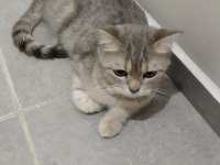 British shorthair silver 2 yaşında